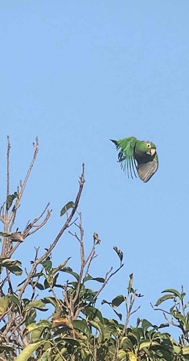 Olive-throated Parakeet (Jamaican) - ML618439507