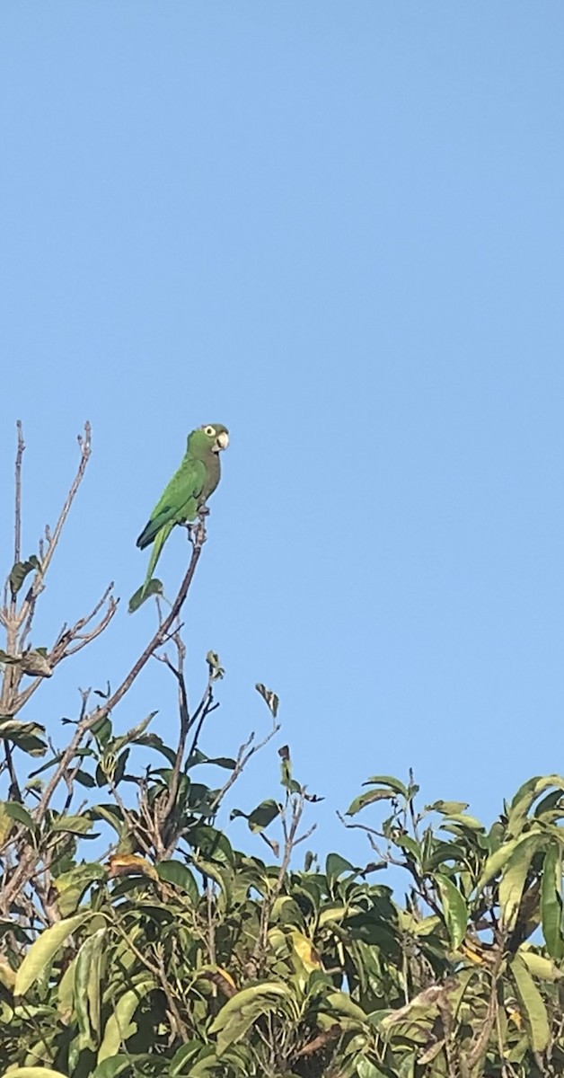 Olive-throated Parakeet (Jamaican) - ML618439528
