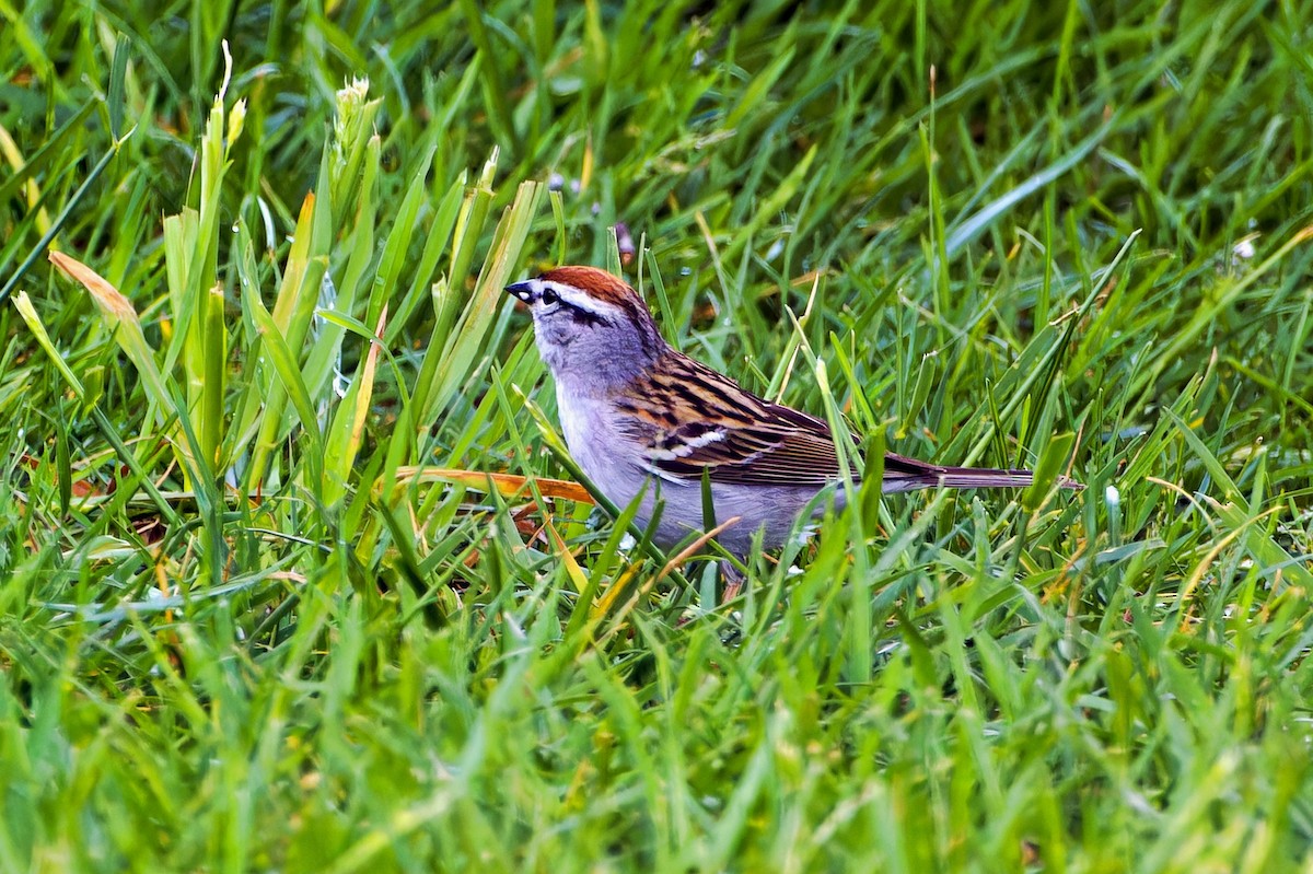 Chipping Sparrow - ML618439559