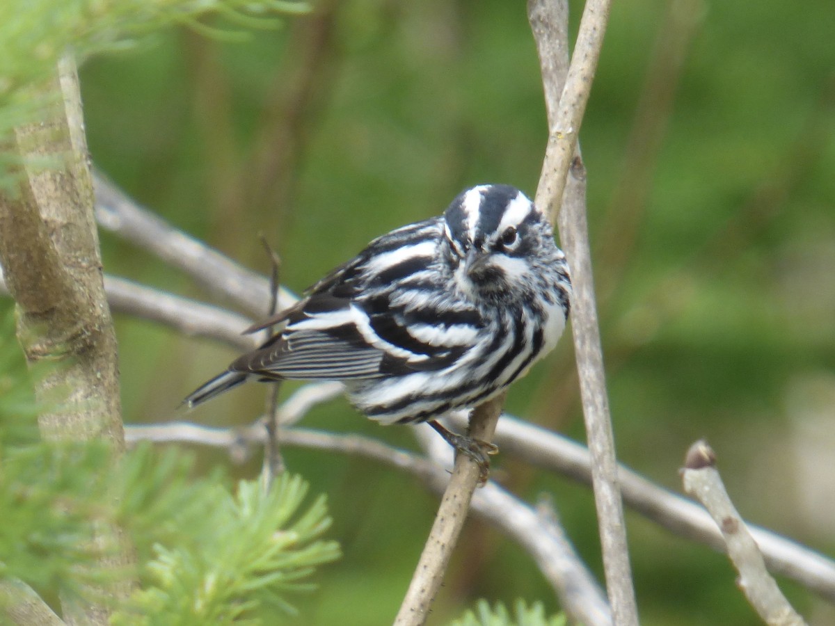 Black-and-white Warbler - ML618439597