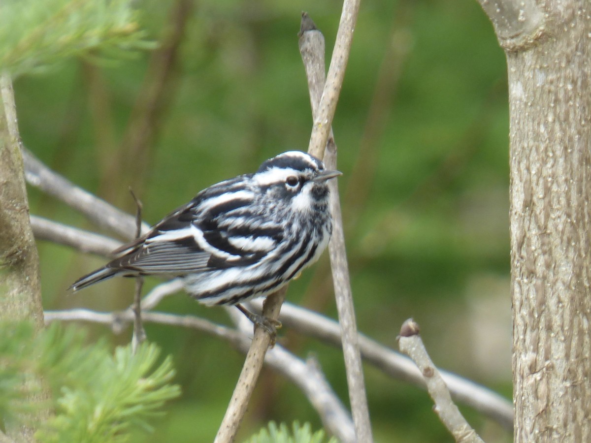 Black-and-white Warbler - ML618439598