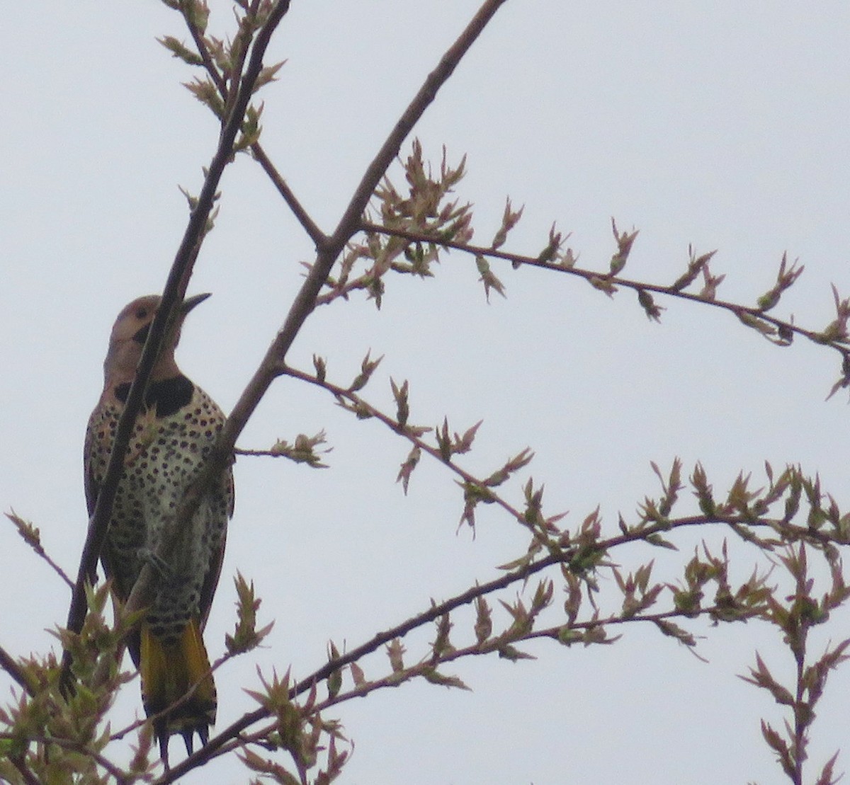 Northern Flicker (Yellow-shafted) - ML618439610