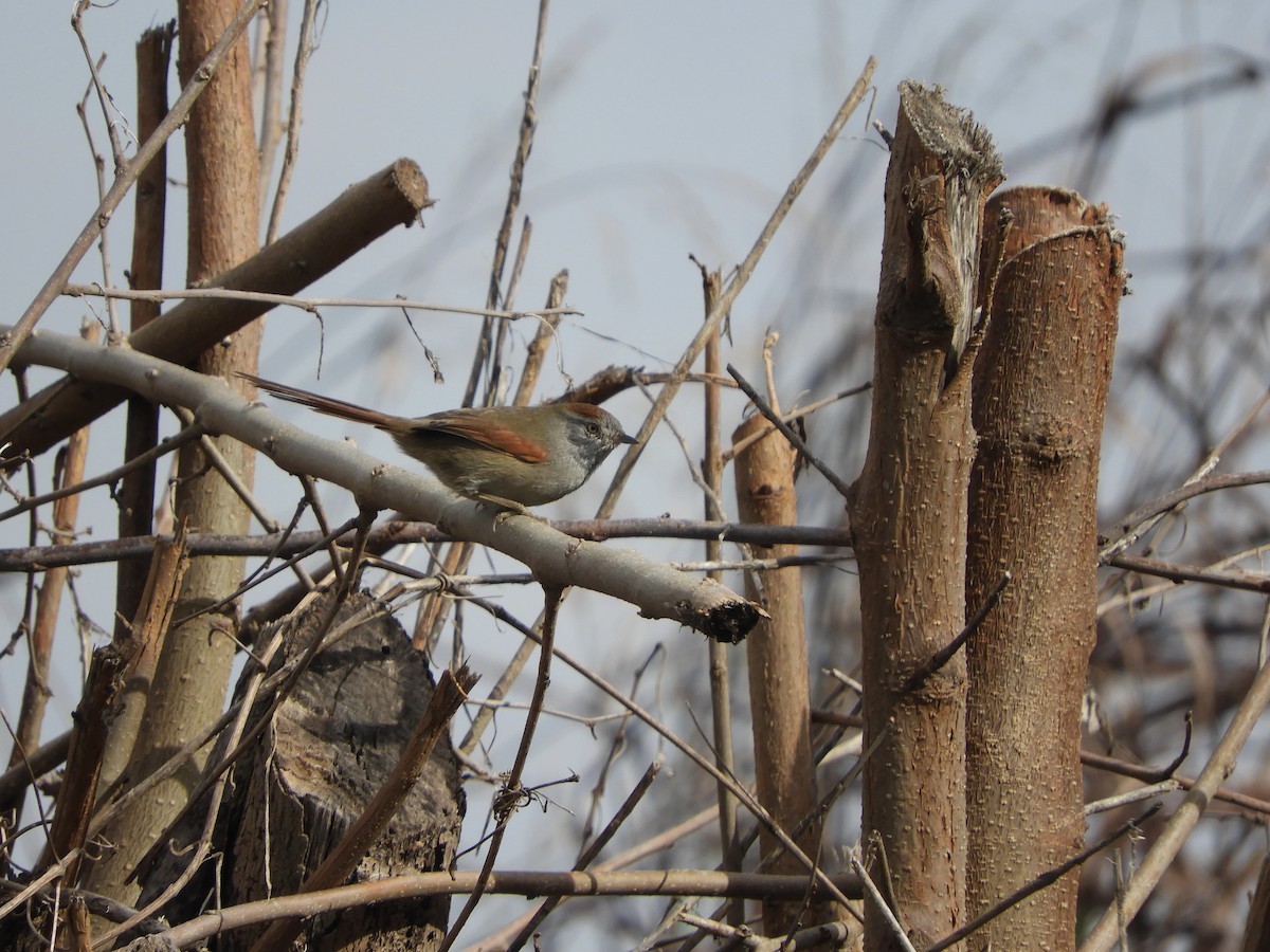 Sooty-fronted Spinetail - ML618439612