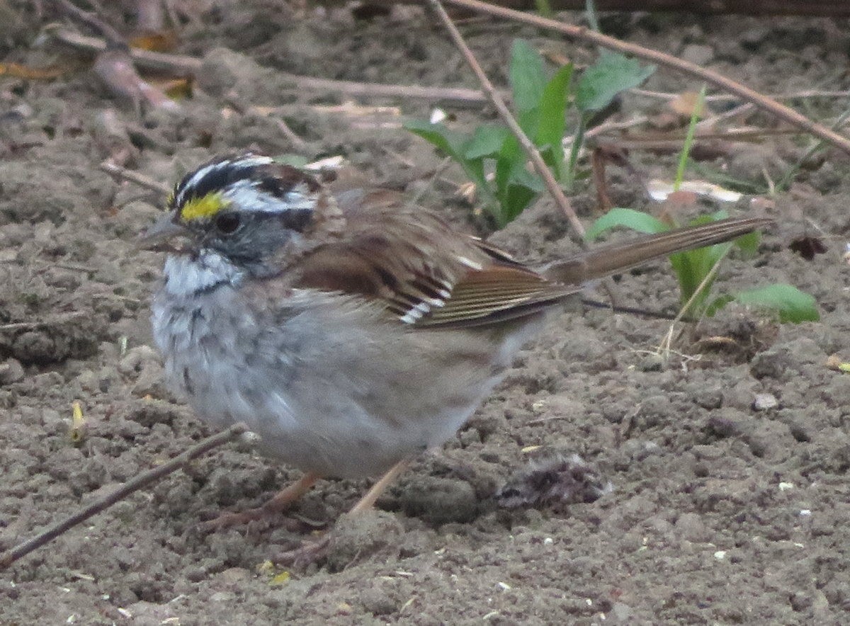 White-throated Sparrow - ML618439615