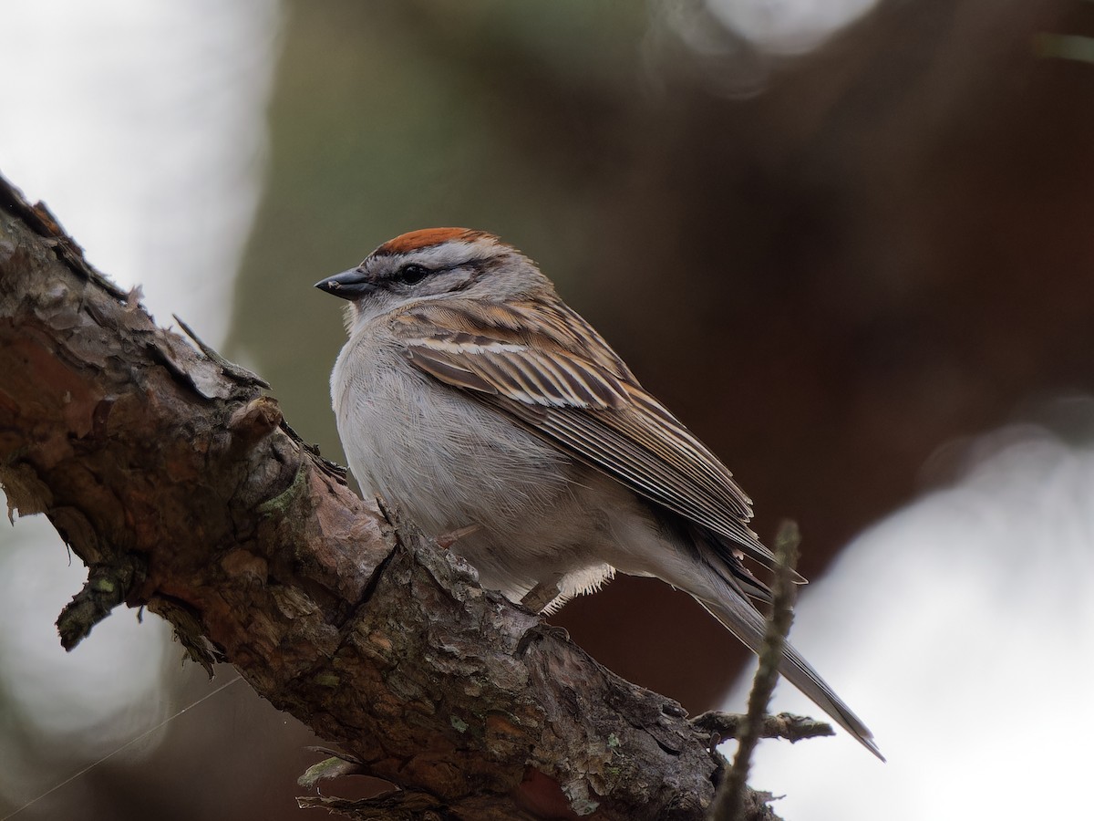 Chipping Sparrow - ML618439619