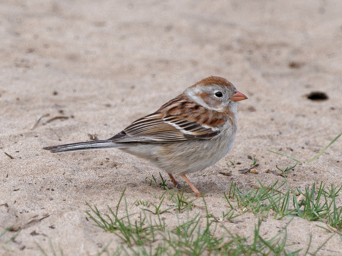 Field Sparrow - ML618439634