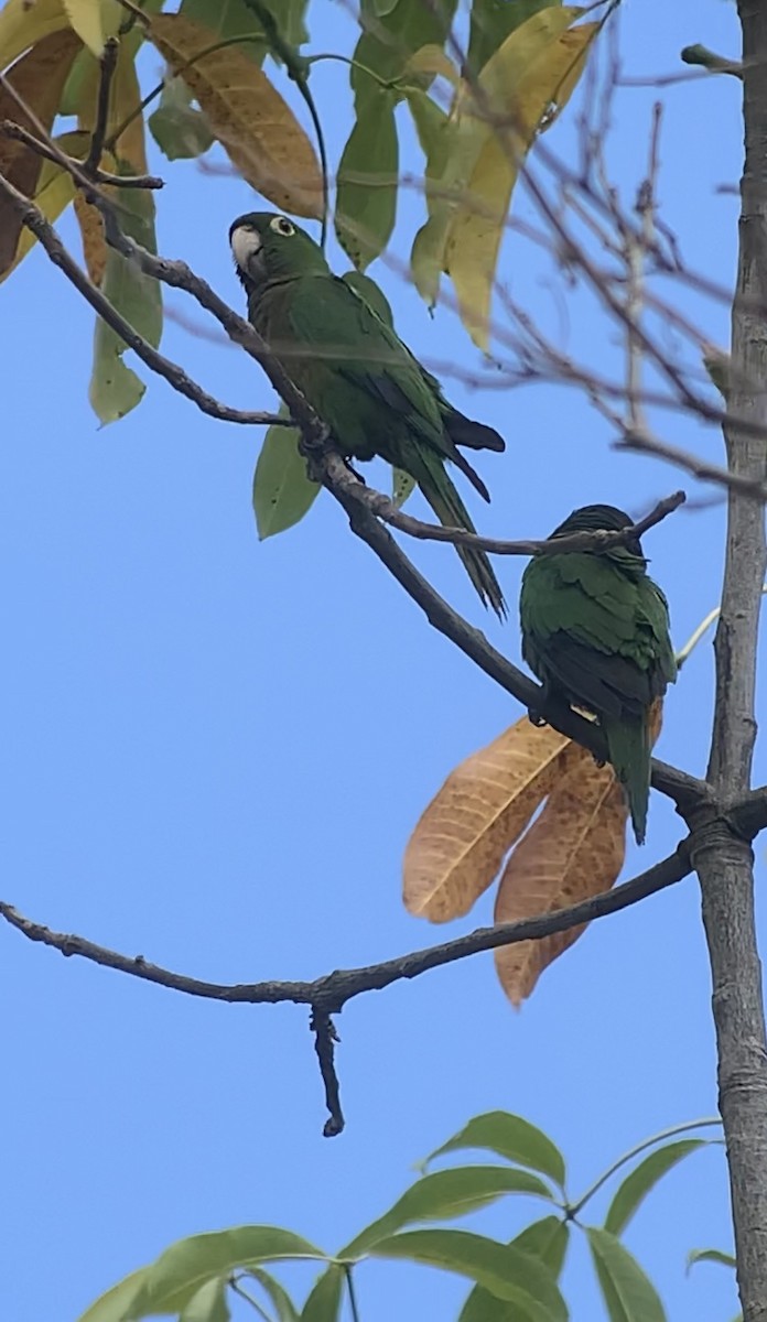 Olive-throated Parakeet (Jamaican) - ML618439638