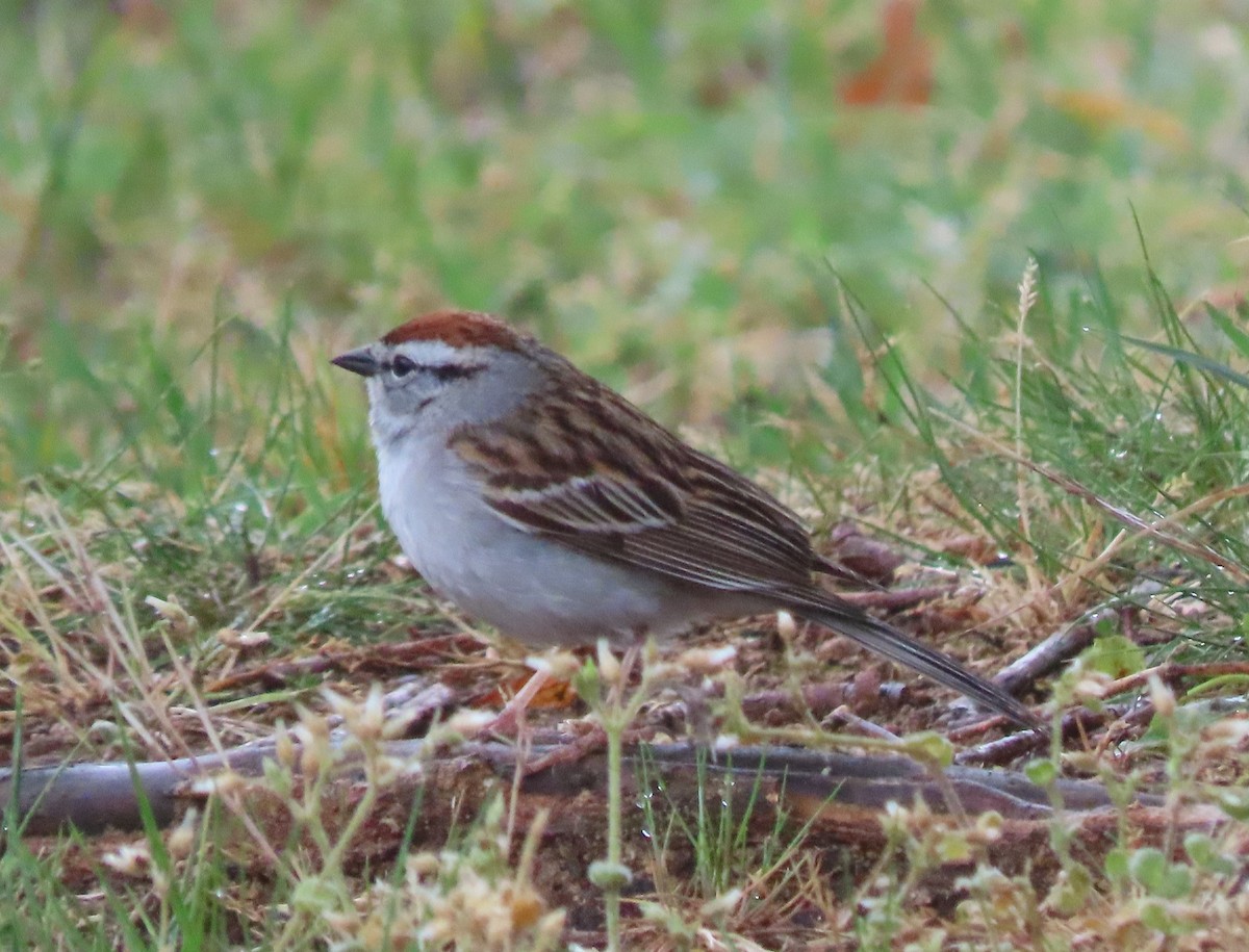 Chipping Sparrow - ML618439648
