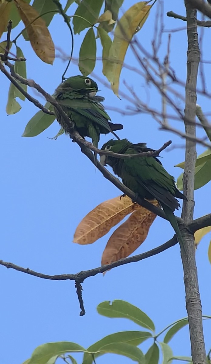 Olive-throated Parakeet (Jamaican) - ML618439662