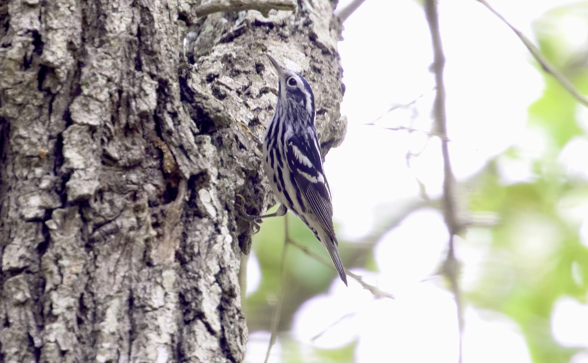 Black-and-white Warbler - ML618439668