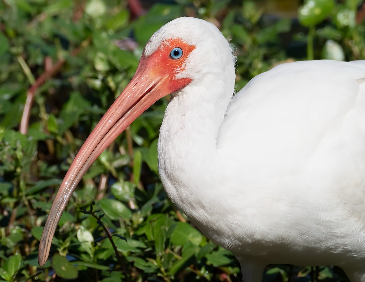 ibis bílý - ML618439687