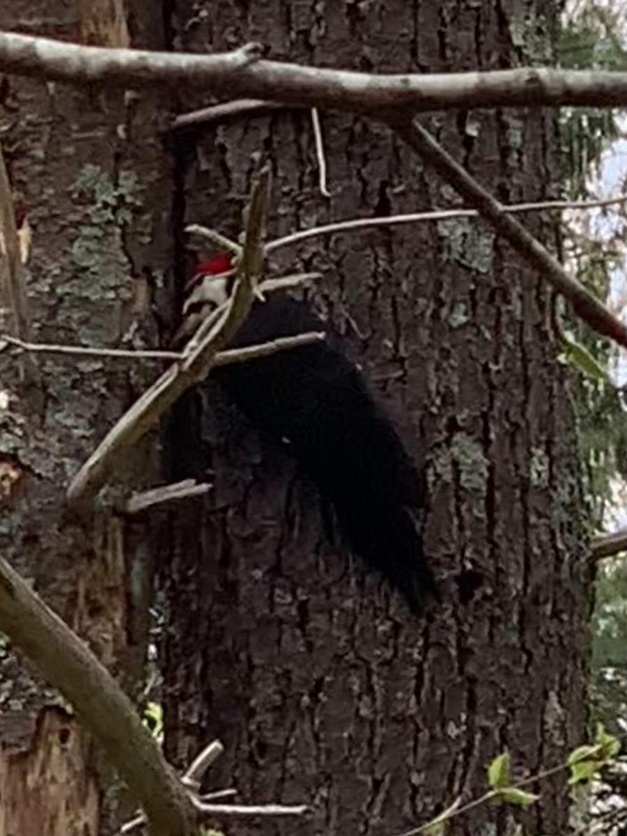 Pileated Woodpecker - ML618439711