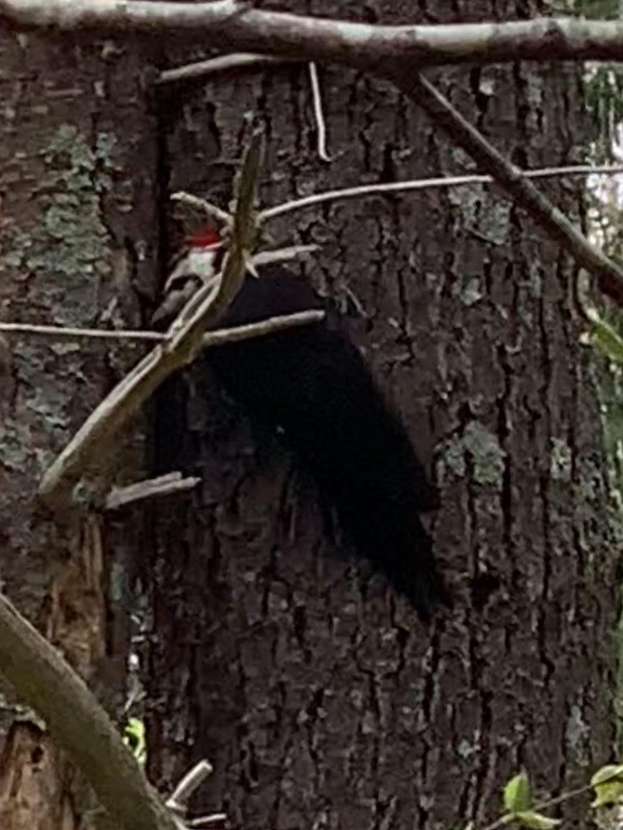 Pileated Woodpecker - ML618439726