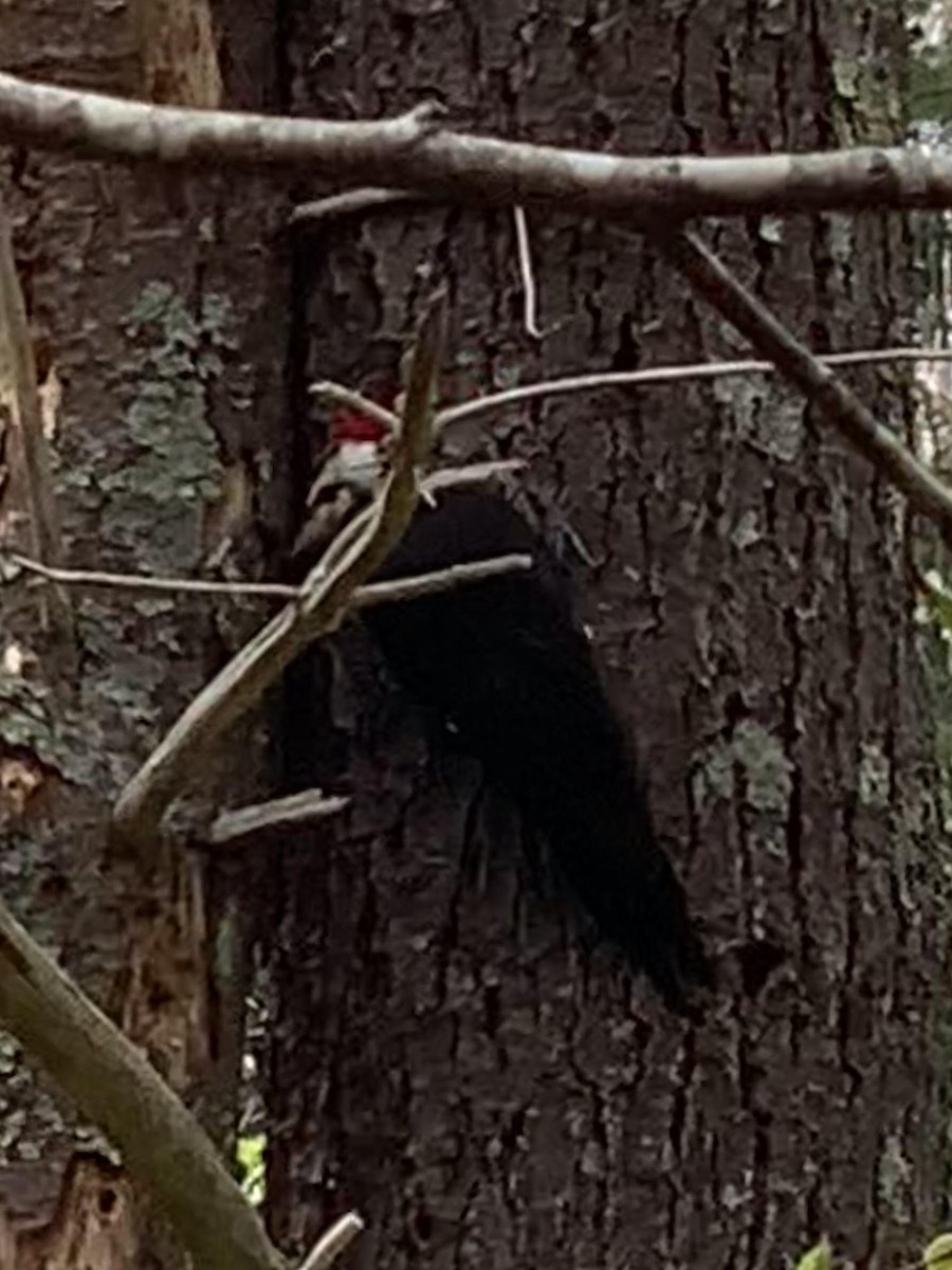 Pileated Woodpecker - ML618439728