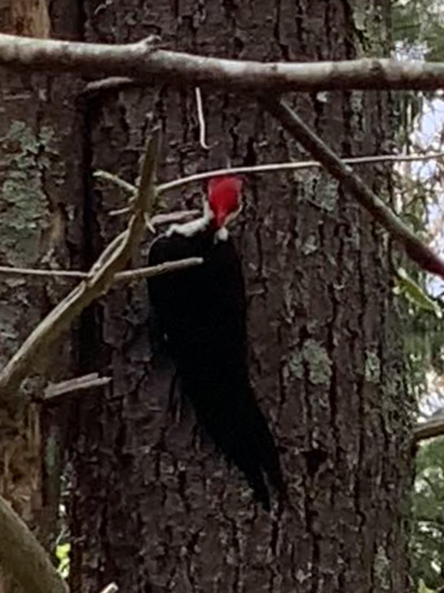 Pileated Woodpecker - ML618439732