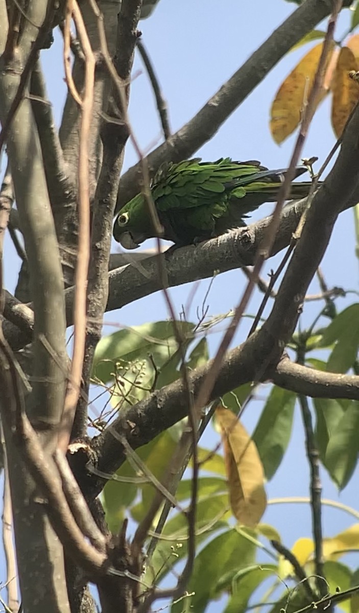 Olive-throated Parakeet (Jamaican) - ML618439768