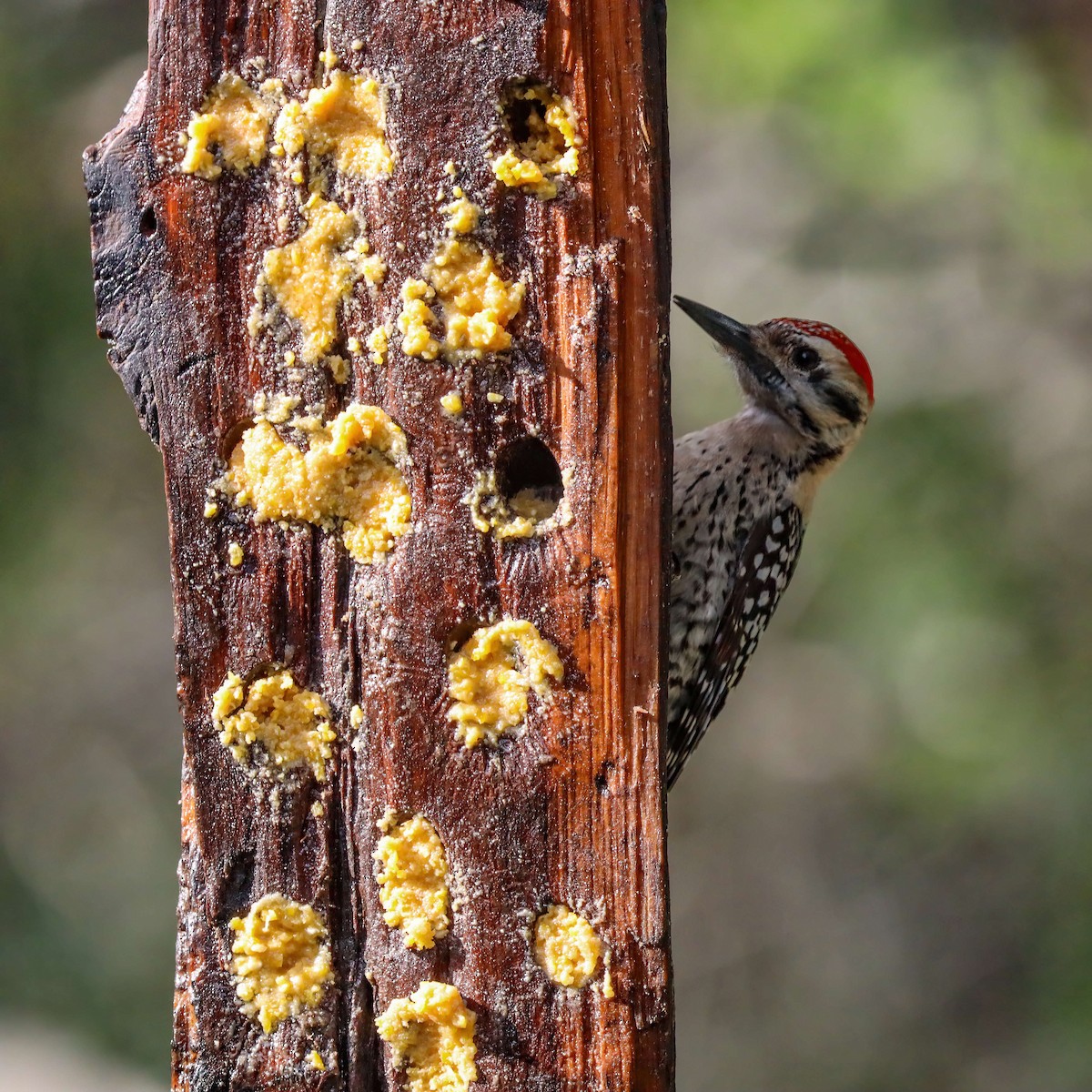 Ladder-backed Woodpecker - Sylvie Nadeau Gneckow
