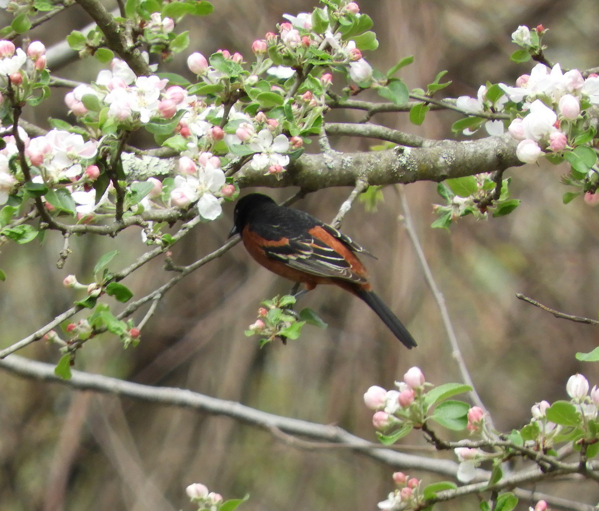Orchard Oriole - ML618439788