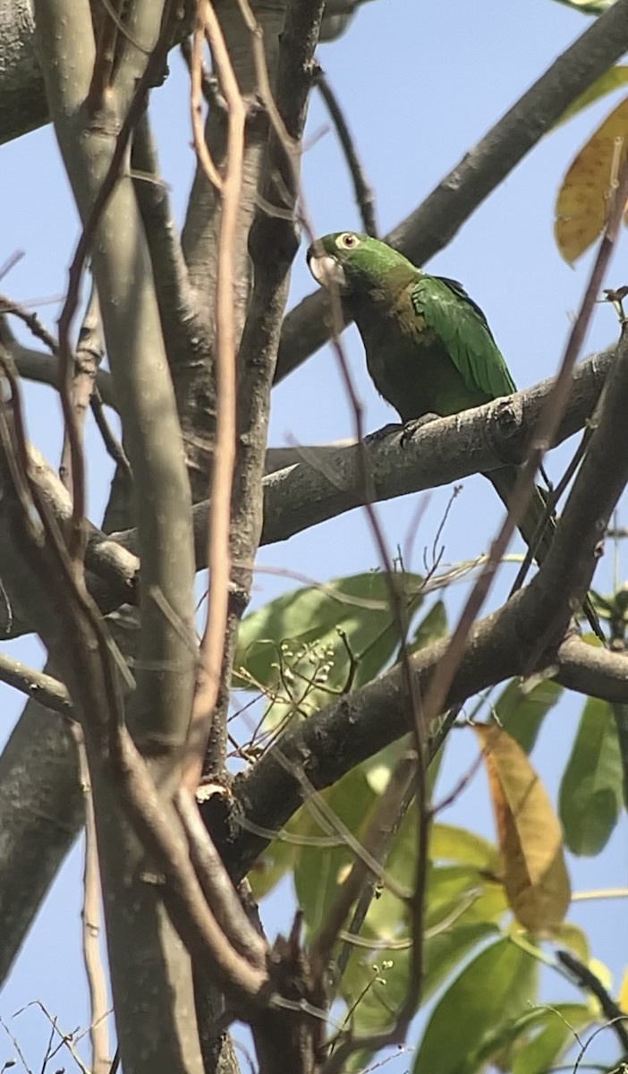 Olive-throated Parakeet (Jamaican) - Michele Burnat