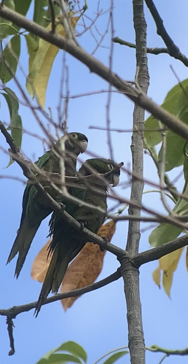 Olive-throated Parakeet (Jamaican) - ML618439834