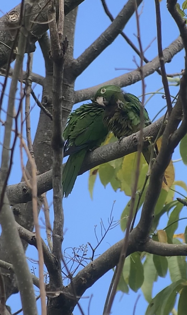 Olive-throated Parakeet (Jamaican) - ML618439859