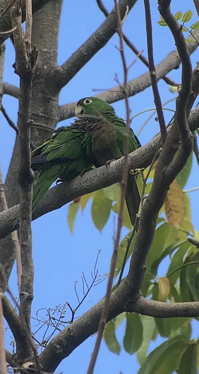 Olive-throated Parakeet (Jamaican) - ML618439891
