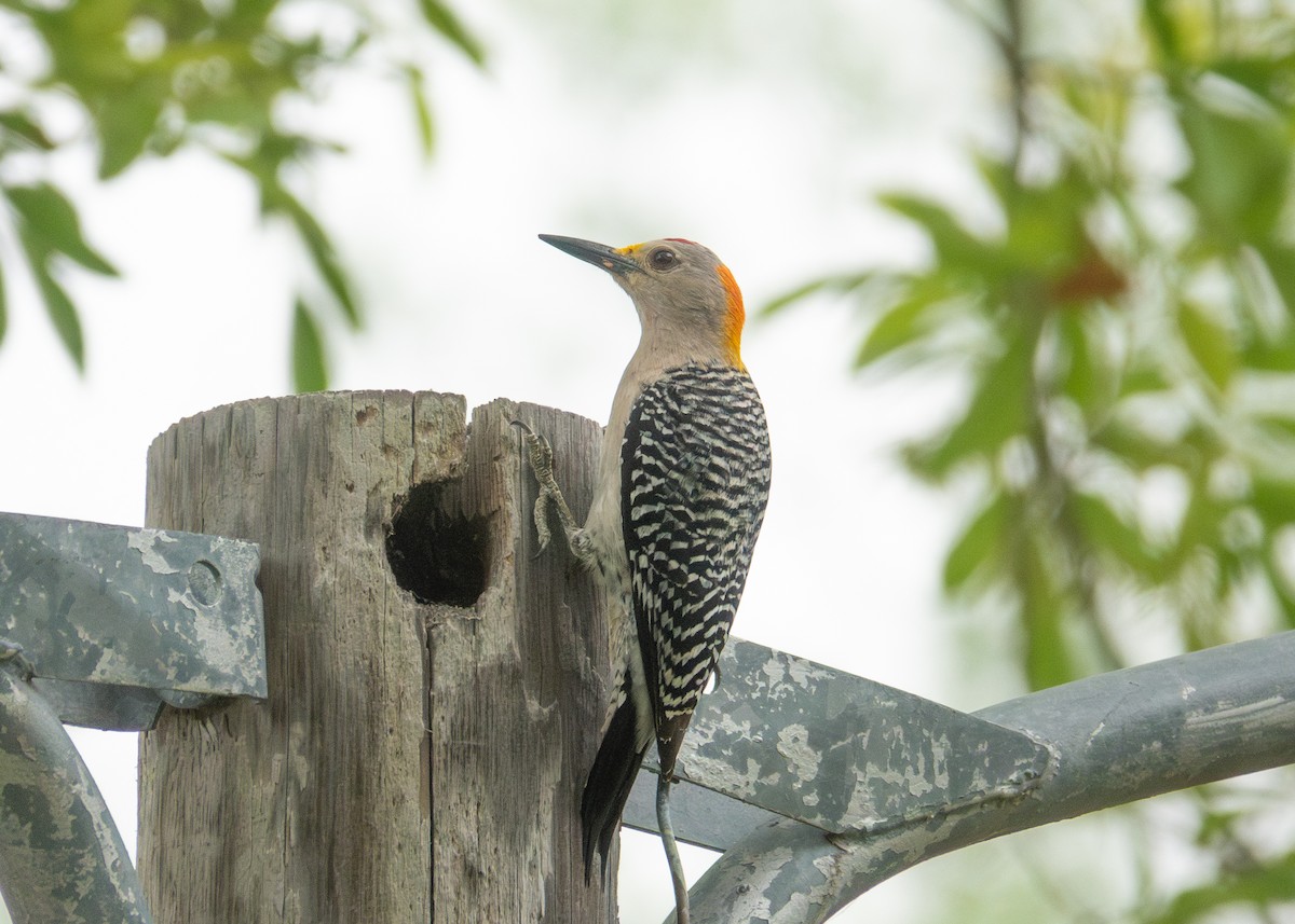Golden-fronted Woodpecker - ML618439919