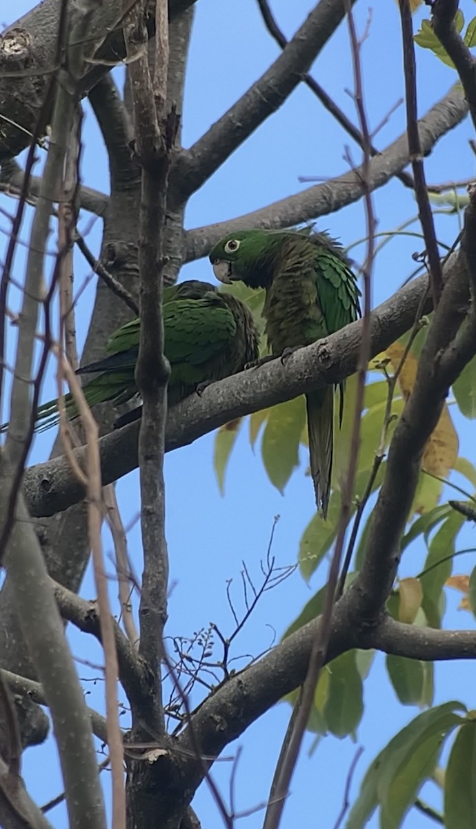 Olive-throated Parakeet (Jamaican) - ML618439920