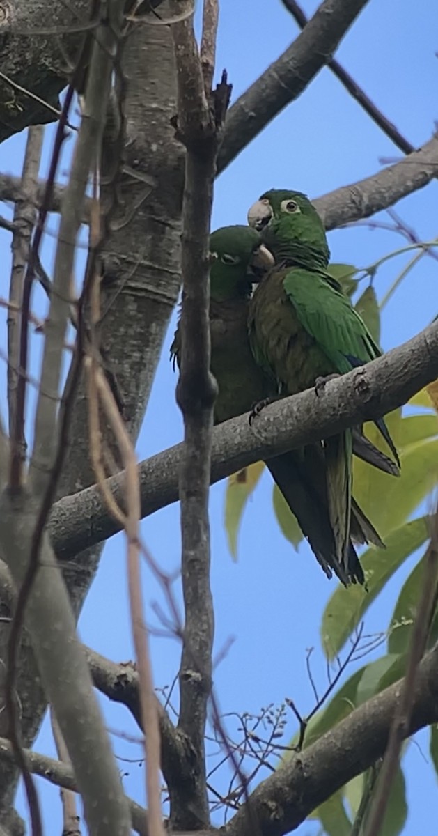 Olive-throated Parakeet (Jamaican) - ML618439973