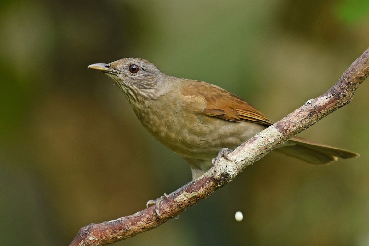 Pale-breasted Thrush - ML618439985