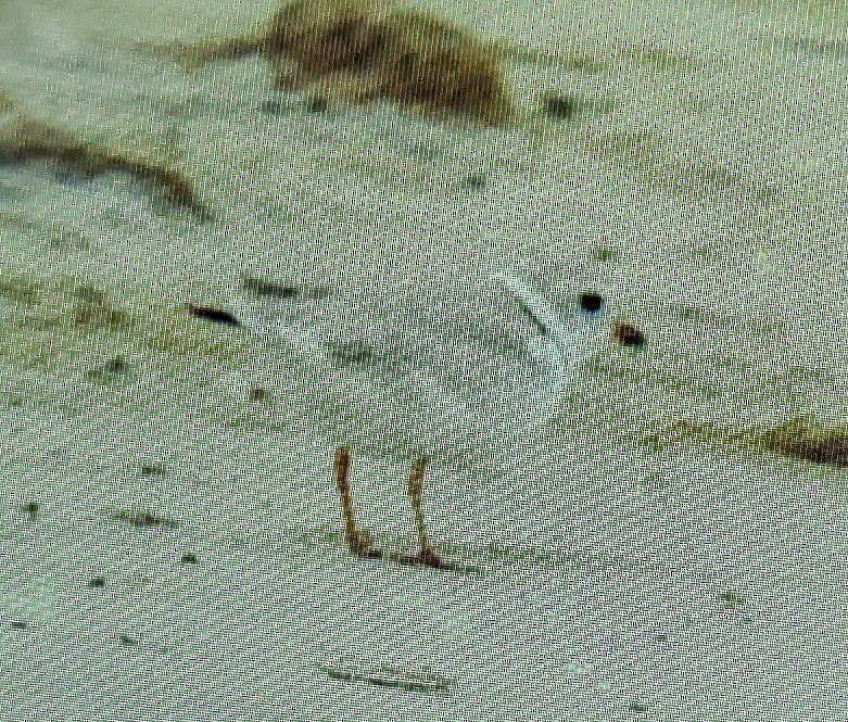Piping Plover - ML618439992