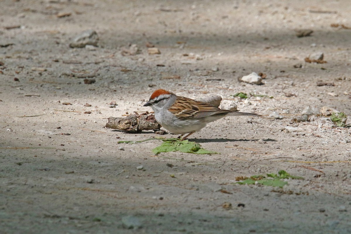 Chipping Sparrow - John Skene
