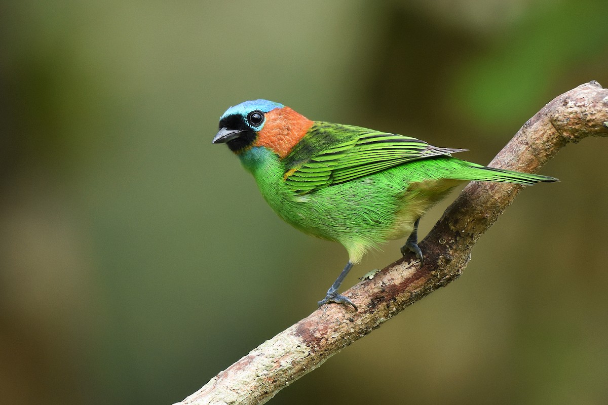 Red-necked Tanager - ML618440025