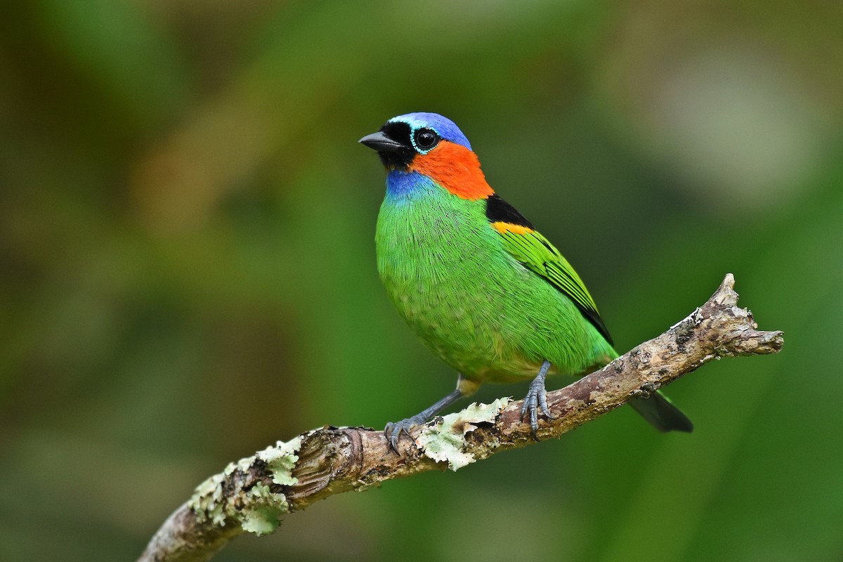Red-necked Tanager - ML618440026