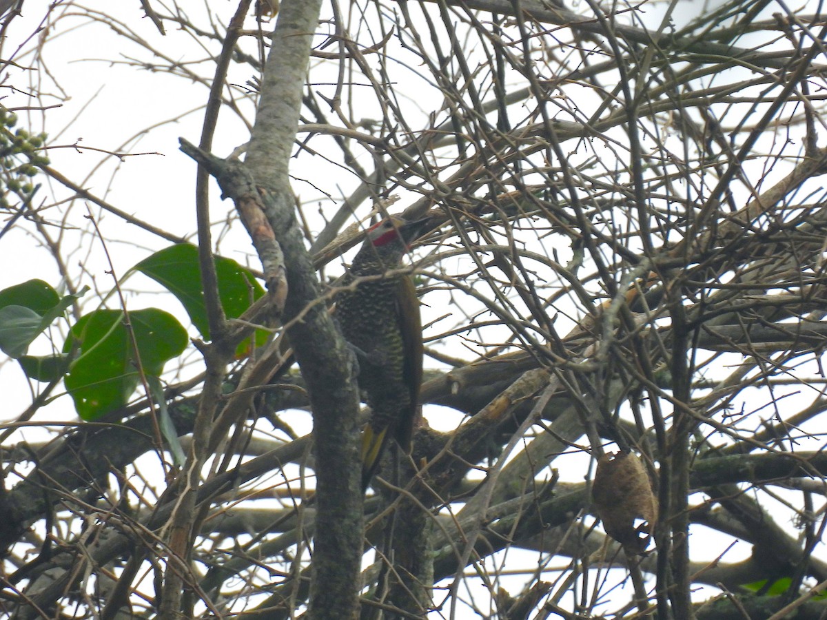 Golden-olive Woodpecker - ML618440032