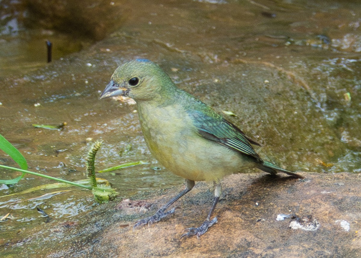 Painted Bunting - ML618440056