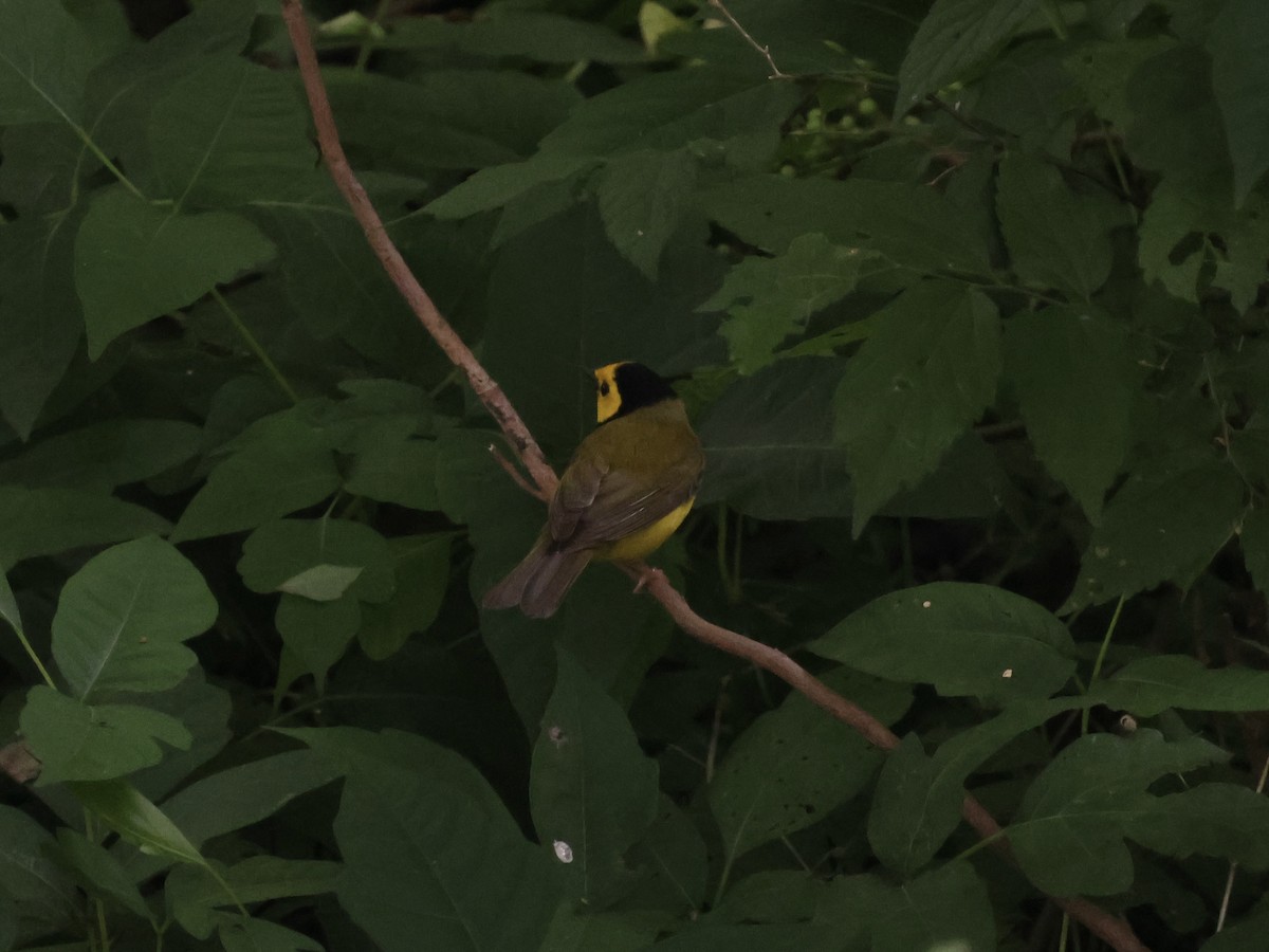 Hooded Warbler - ML618440086