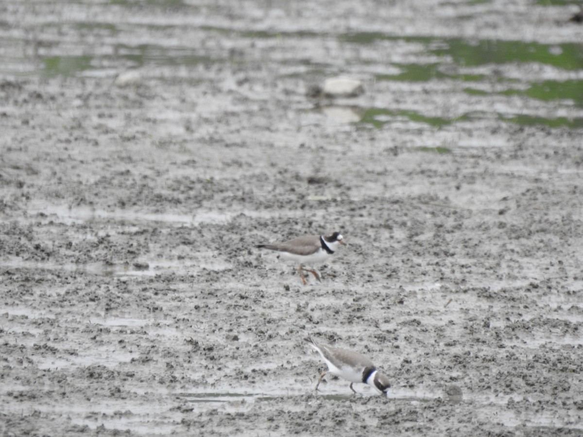Semipalmated Plover - ML618440110
