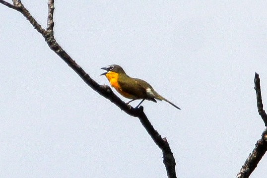 Yellow-breasted Chat - ML618440118