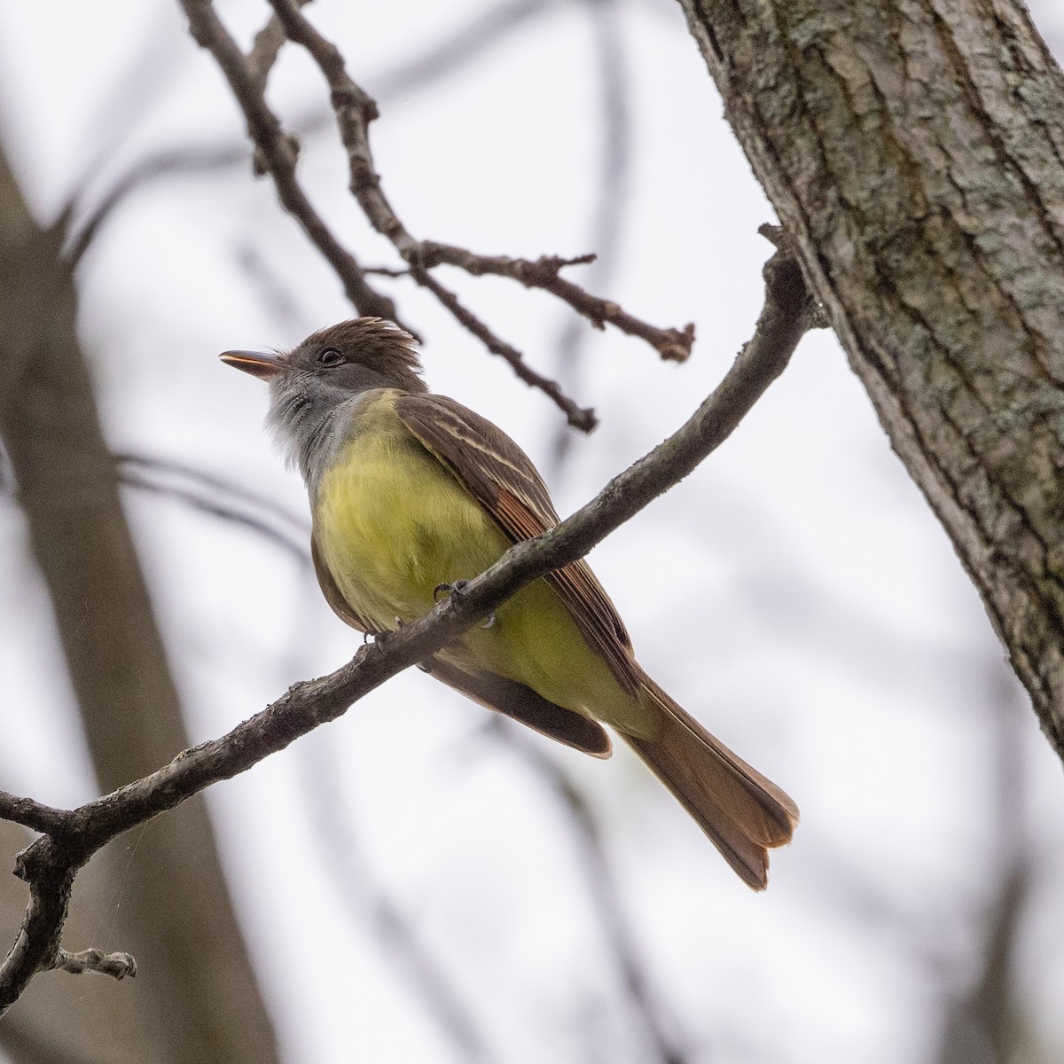 Great Crested Flycatcher - ML618440149