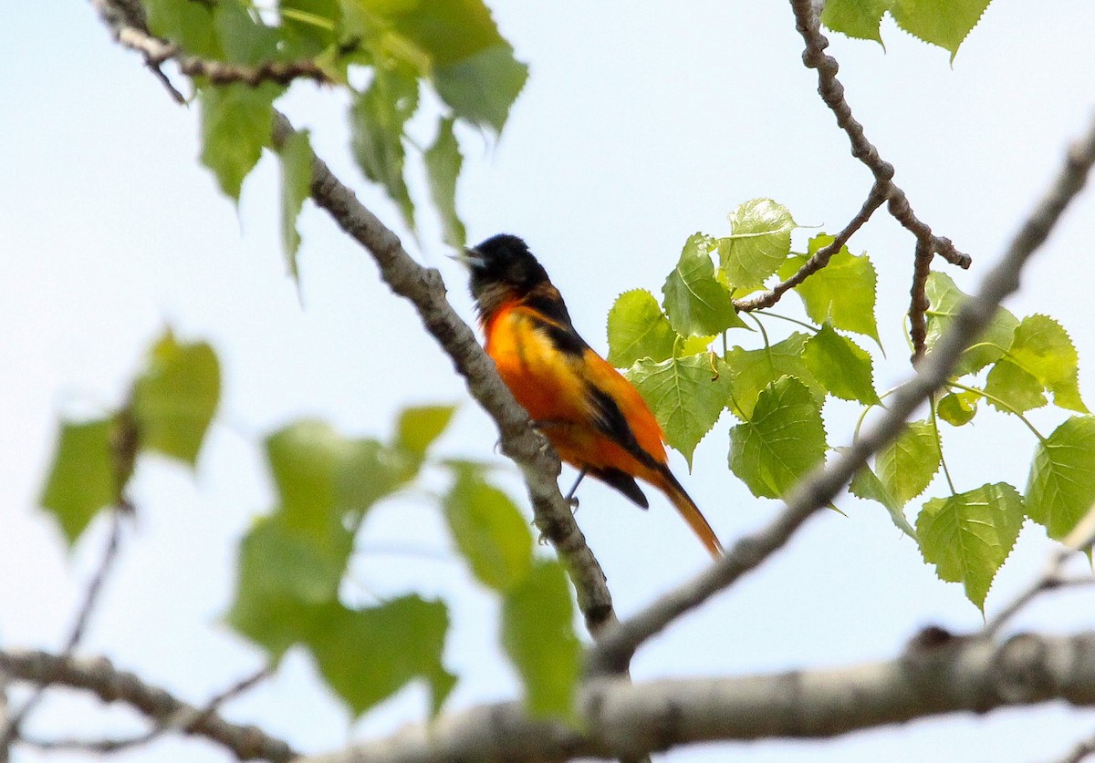 Baltimore Oriole - Corey Wagner