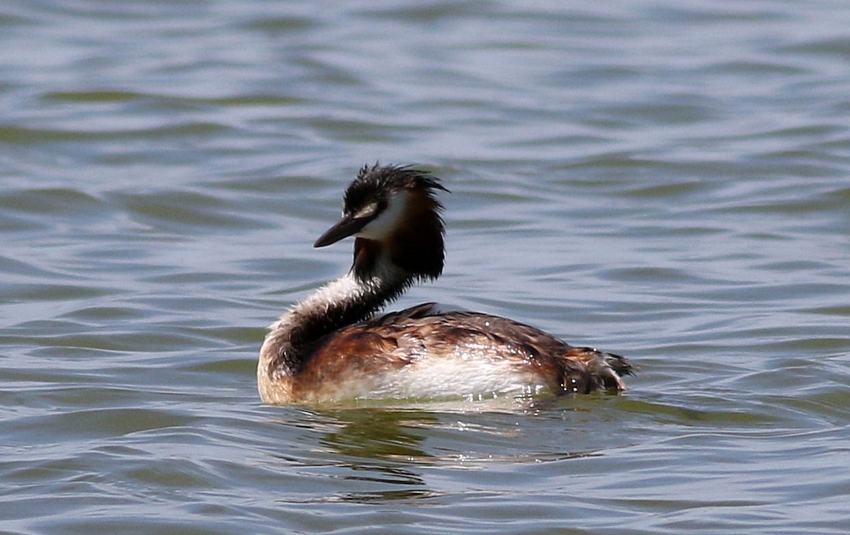 Great Crested Grebe - ML618440220