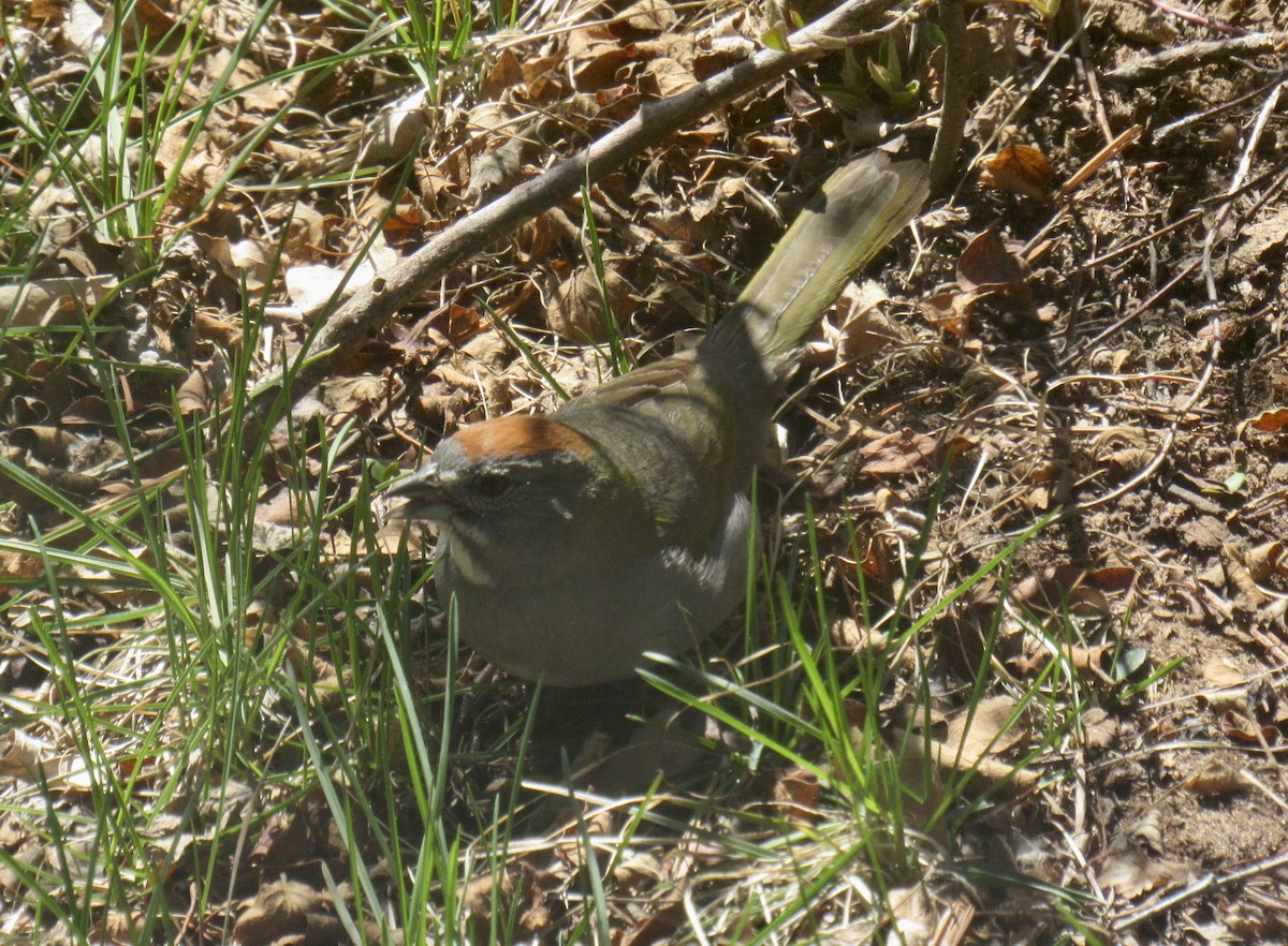 Green-tailed Towhee - Laurel Armstrong