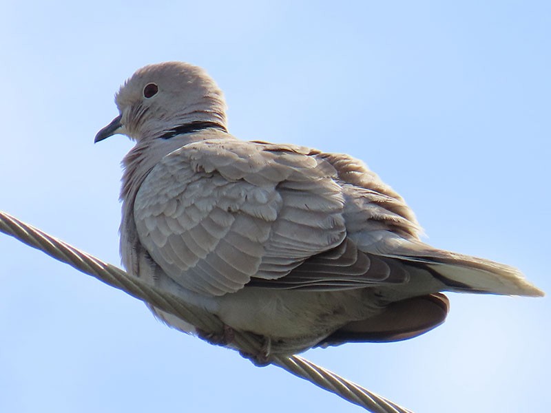 Eurasian Collared-Dove - Karen Lebing
