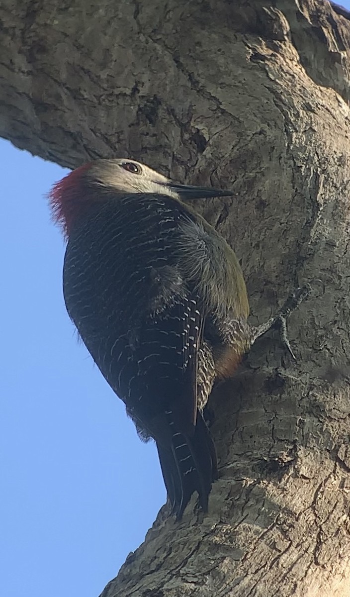 Jamaican Woodpecker - ML618440235