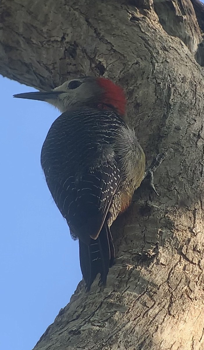 Jamaican Woodpecker - ML618440255