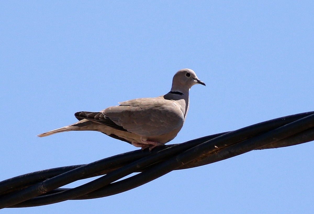 Eurasian Collared-Dove - ML618440256