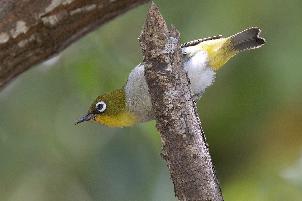 Madagaskarbrillenvogel - ML618440291