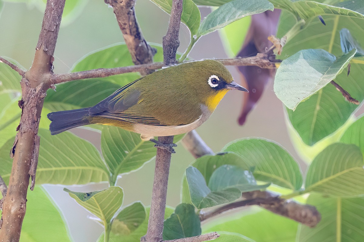 Madagaskarbrillenvogel - ML618440292