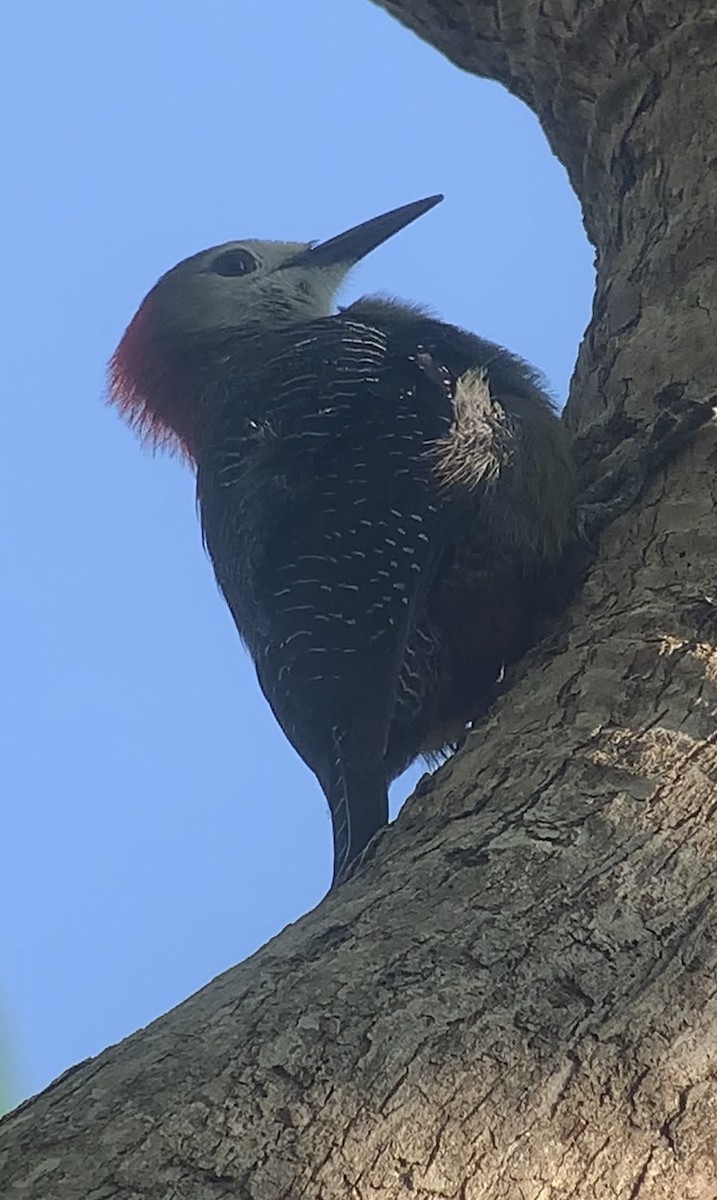 Jamaican Woodpecker - ML618440293